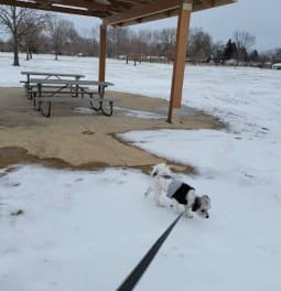 Arrow Wood Park Dog Park in Aurora ...